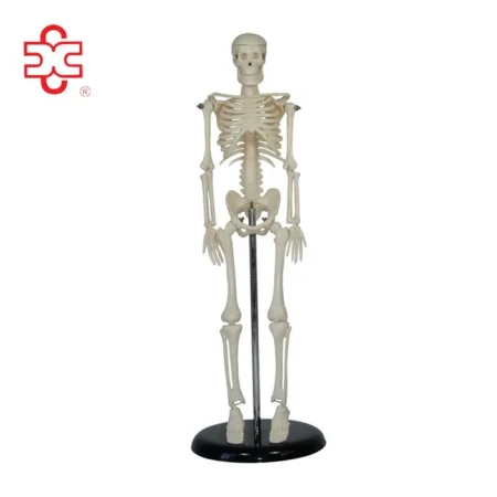 XC-103 Xincheng Scientific Mini Skeleton Model Bone Color 45cm Medical Science ISO Certified for Teaching