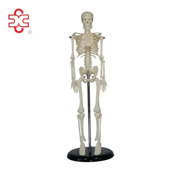 XC-103 Xincheng Scientific Mini Skeleton Model Bone Color 45cm Medical Science ISO Certified for Teaching
