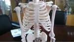 XC-103 Xincheng Scientific Mini Skeleton Model Bone Color 45cm Medical Science ISO Certified for Teaching