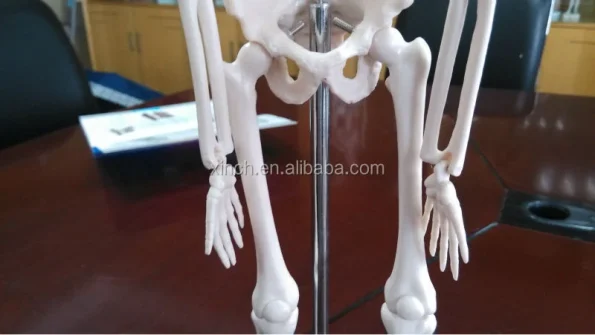 XC-103 Xincheng Scientific Mini Skeleton Model Bone Color 45cm Medical Science ISO Certified for Teaching