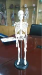 XC-103 Xincheng Scientific Mini Skeleton Model Bone Color 45cm Medical Science ISO Certified for Teaching