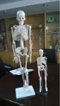 XC-103 Xincheng Scientific Mini Skeleton Model Bone Color 45cm Medical Science ISO Certified for Teaching