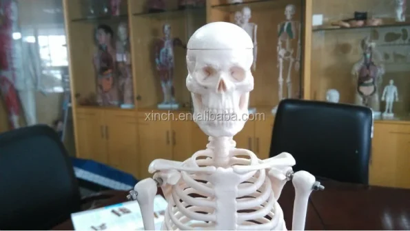 XC-103 Xincheng Scientific Mini Skeleton Model Bone Color 45cm Medical Science ISO Certified for Teaching