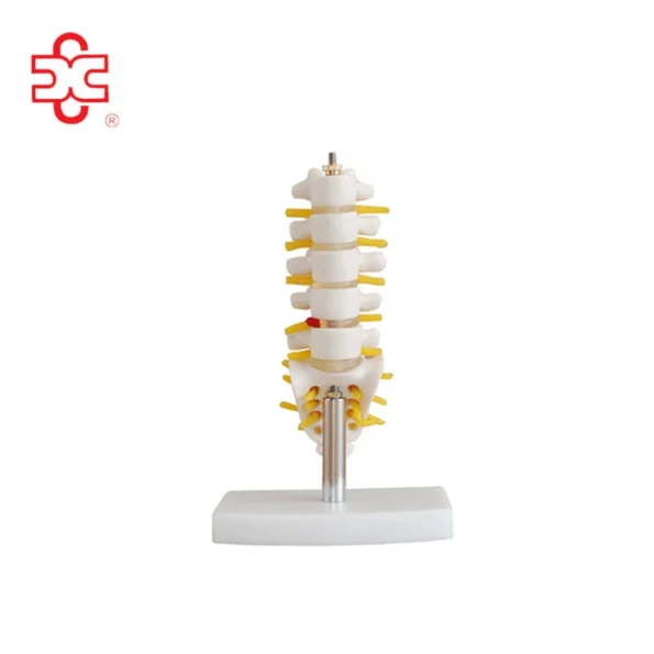 XC-119A Spine Half-size Lumbar Vertebrae with Sacrum & Coccyx and Herniated Disc Skeleton Model
