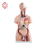 XC-204 85cm PVC Anatomy Human Body Organs Model for Medical Teaching