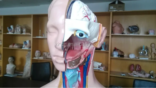 XC-204 85cm PVC Anatomy Human Body Organs Model for Medical Teaching
