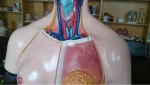 XC-204 85cm PVC Anatomy Human Body Organs Model for Medical Teaching