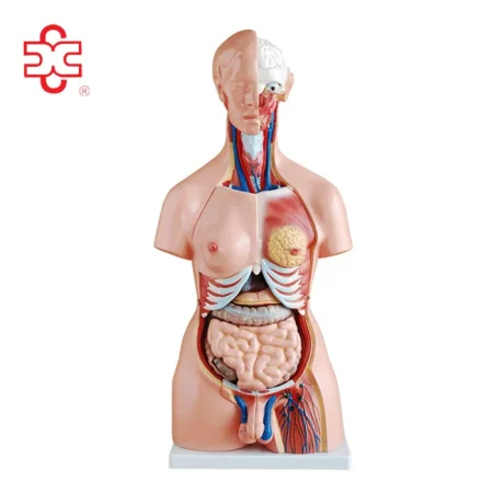 XC-204 Half Body Educational PVC Human Body Organs Toy with Lifelike Color for Medical Science