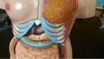 XC-204 Half Body Educational PVC Human Body Organs Toy with Lifelike Color for Medical Science