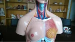 XC-204 Half Body Educational PVC Human Body Organs Toy with Lifelike Color for Medical Science