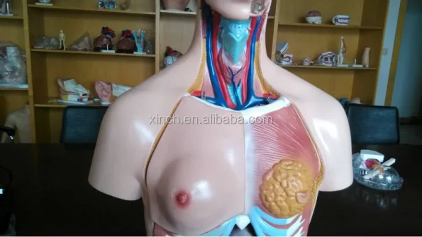 XC-204 Half Body Educational PVC Human Body Organs Toy with Lifelike Color for Medical Science