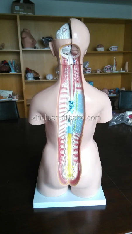 XC-204 Half Body Educational PVC Human Body Organs Toy with Lifelike Color for Medical Science