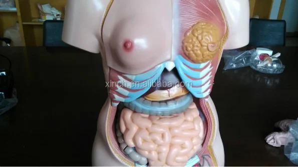 XC-204 Half Body Educational PVC Human Body Organs Toy with Lifelike Color for Medical Science