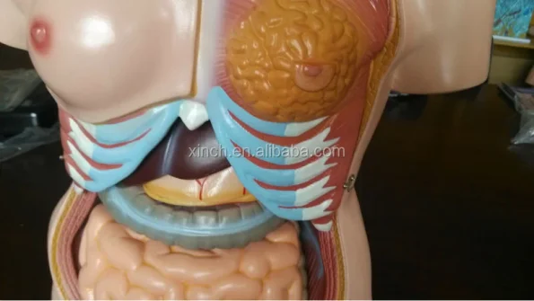 XC-204 PVC Lifelike ISO Certified Medical Teaching Torso Doll for Medical Training