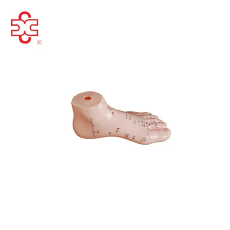 XC Brand 13CM PVC Foot Acupuncture Needle Point Teaching Model (Model XC-510)
