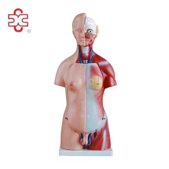 XC Brand 23-Piece 45CM PVC Human Teaching Unisex Torso Anatomy Model (Model XC-205)