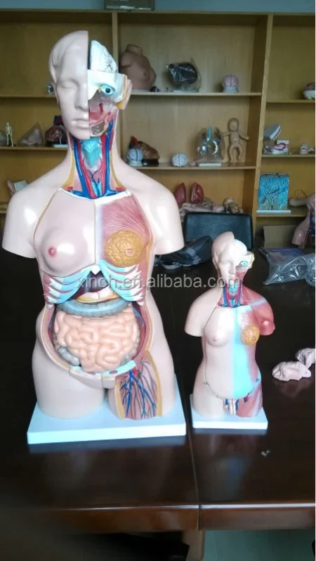 XC Brand 23-Piece 45CM PVC Human Teaching Unisex Torso Anatomy Model (Model XC-205)