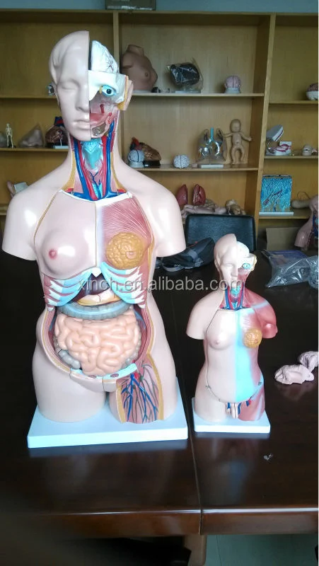 XC Brand 23-Piece 45CM PVC Human Teaching Unisex Torso Anatomy Model (Model XC-205)