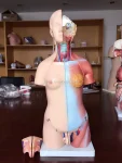 XC Brand 23-Piece 45CM PVC Human Teaching Unisex Torso Anatomy Model (Model XC-205)