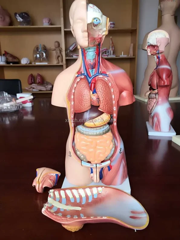 XC Brand 23-Piece 45CM PVC Human Teaching Unisex Torso Anatomy Model (Model XC-205)