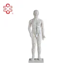 XC Brand 70CM Human Acupuncture Needle Point Model XC-502A PVC Material Medical Teaching & School Use