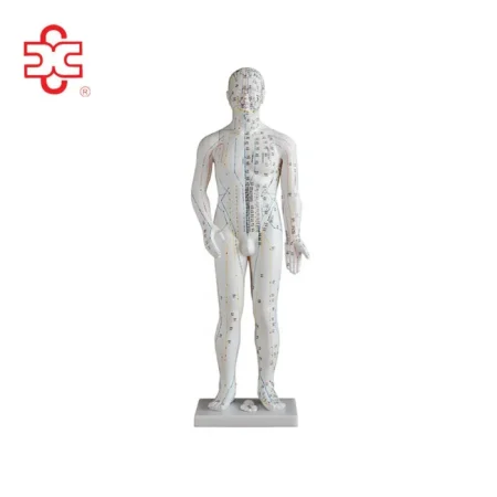 XC Brand 70CM Human Acupuncture Needle Point Model XC-502A PVC Material Medical Teaching & School Use