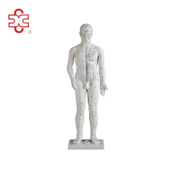 XC Brand 70CM Human Acupuncture Needle Point Model XC-502A PVC Material Medical Teaching & School Use