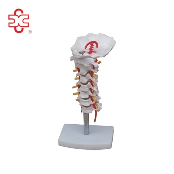 XC Brand Cervical Vertebral Column Neck Artery Backbone Skeleton Model XC-133 PVC Material Bone Color Medical Teaching School