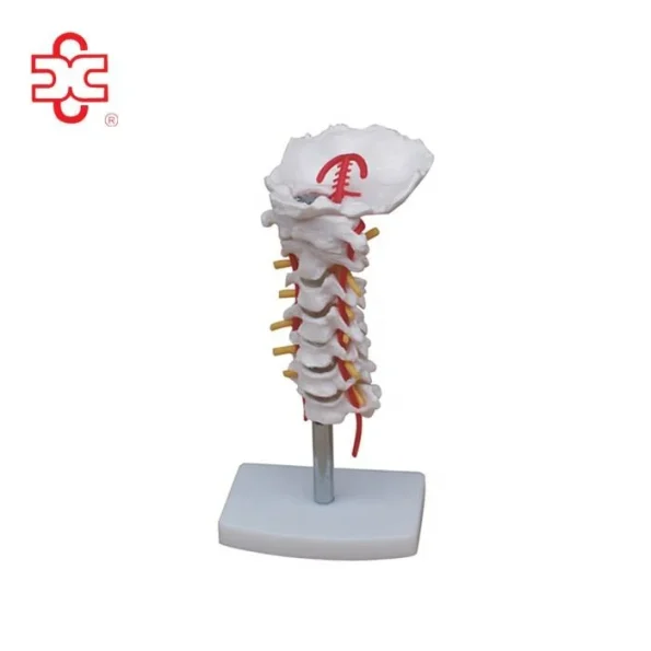 XC Brand Cervical Vertebral Column Neck Artery Backbone Skeleton Model XC-133 PVC Material Bone Color Medical Teaching School