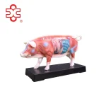 XC Brand Hog Swine Pig Acupuncture Animal Model PVC Material Veterinary Use Model XC-604