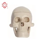 XC Brand Mini PVC Skeleton Teaching Skull Model XC-106 Bone Color