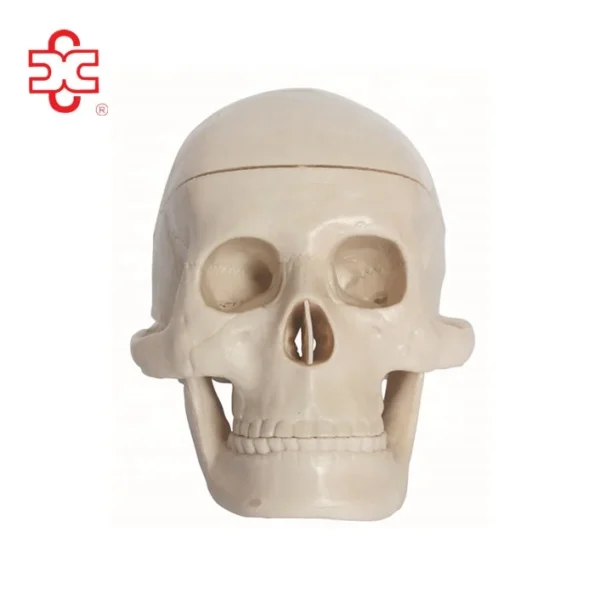 XC Brand Mini PVC Skeleton Teaching Skull Model XC-106 Bone Color