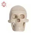 XC Brand Mini PVC Skeleton Teaching Skull Model XC-106 Bone Color