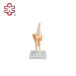 XC Brand PVC Bone Skeleton Elbow Joint Model XC-112 for Medical & Teaching Use