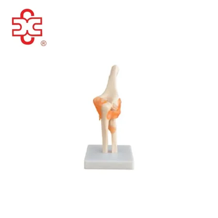 XC Brand PVC Bone Skeleton Elbow Joint Model XC-112 for Medical & Teaching Use