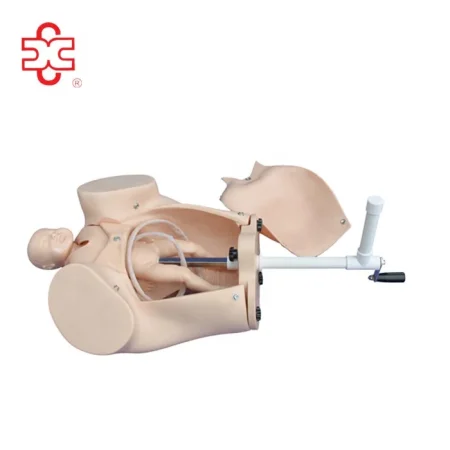 XC Brand PVC MODEL of COURSE of DELIVERY Medical School Use XC-402A Model