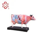 XC Cattle Acupuncture Model XC-603 PVC Material Veterinary Reference Made in Shanghai China