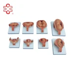 XC Half-Size Skin Color Pregnant Baby Fetus Model-Development Process Nursing Skills Training Model XC-414A ISO Certified