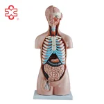 XC Human Anatomy Teaching Sexless Torso Model PVC Material Medical School Use
