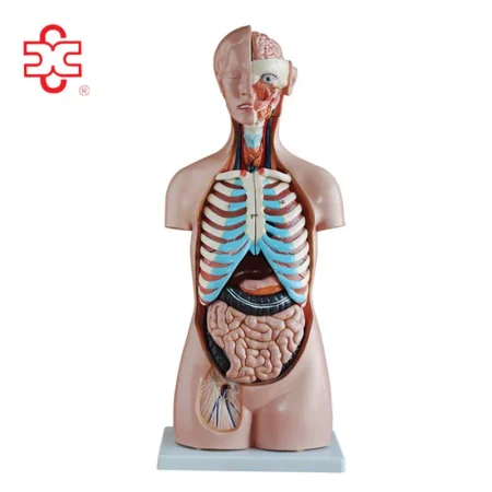 XC Human Anatomy Teaching Sexless Torso Model PVC Material Medical School Use