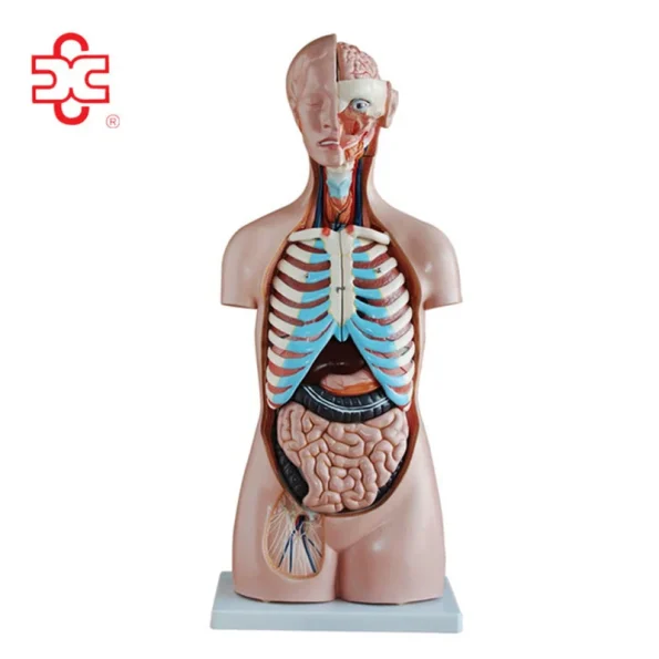 XC Human Anatomy Teaching Sexless Torso Model PVC Material Medical School Use