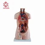XC Human Anatomy Teaching Sexless Torso Model PVC Material Medical School Use