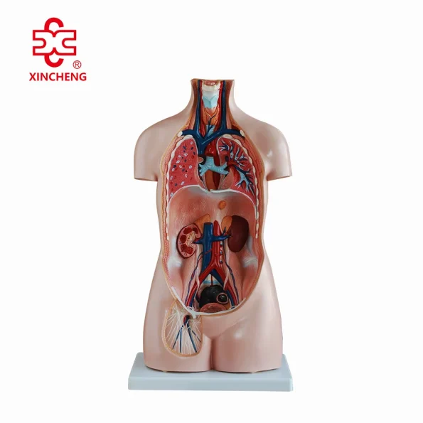 XC Human Anatomy Teaching Sexless Torso Model PVC Material Medical School Use