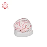 XC Medical Teaching & Training Brain Anatomical Model PVC Material Bone Color