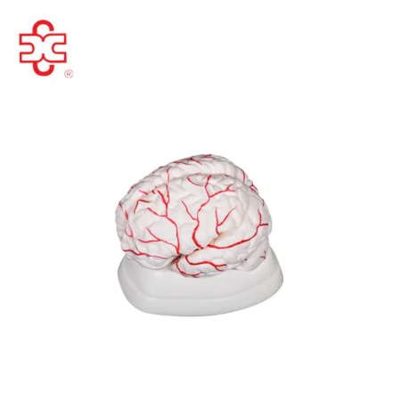 XC Medical Teaching & Training Brain Anatomical Model PVC Material Bone Color
