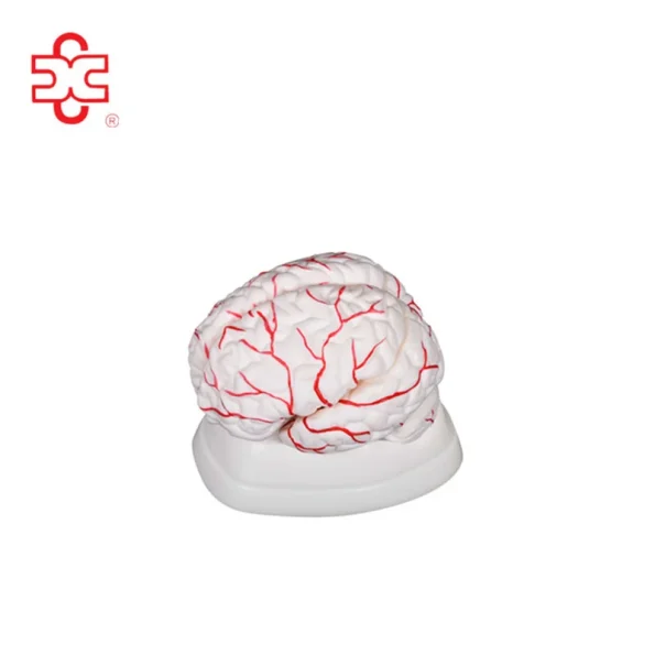 XC Medical Teaching & Training Brain Anatomical Model PVC Material Bone Color