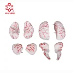 XC Medical Teaching & Training Brain Anatomical Model PVC Material Bone Color