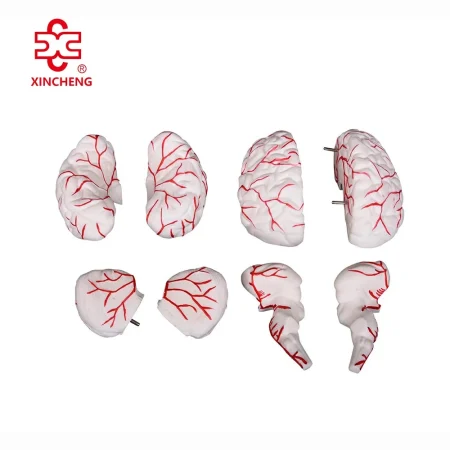 XC Medical Teaching & Training Brain Anatomical Model PVC Material Bone Color