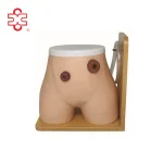 XC Ostomy Nursing Training PVC Medical Model XC-456