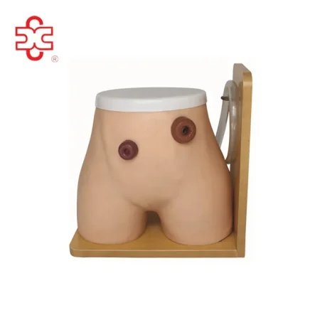 XC Ostomy Nursing Training PVC Medical Model XC-456